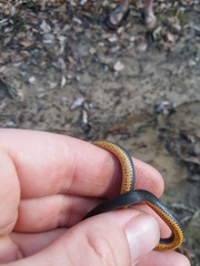 Diadophis punctatus stictogenys