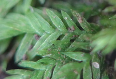 Fissidens androgynus