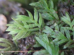 Fissidens androgynus