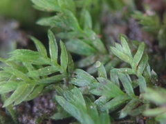 Fissidens androgynus