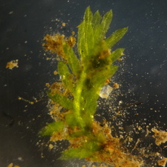 Fissidens androgynus