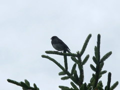 Junco hyemalis carolinensis