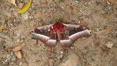 Bunaea alcinoe