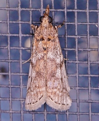 Amyelois transitella