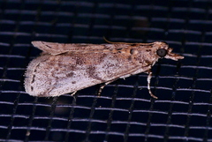 Amyelois transitella