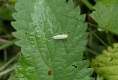 Cicadella