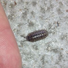 Armadillidium vulgare