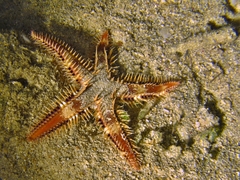Astropecten andersoni