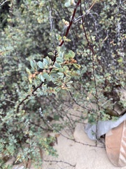 Chamaecrista ramosa