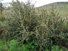 Gymnosporia polyacantha