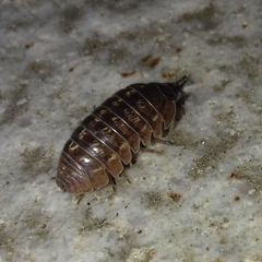 Armadillidium vulgare