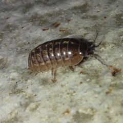 Armadillidium vulgare