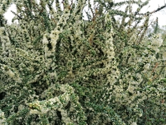 Gymnosporia polyacantha