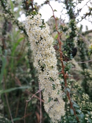 Gymnosporia polyacantha