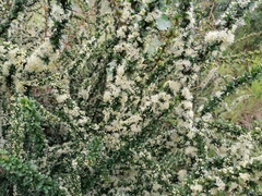 Gymnosporia polyacantha