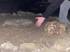 Daleomyces phillipsii