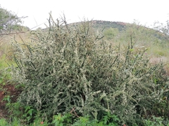 Gymnosporia polyacantha