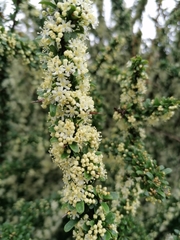 Gymnosporia polyacantha