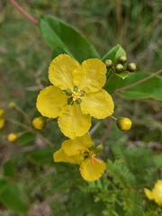 Sphedamnocarpus pruriens pruriens