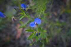 Comesperma sphaerocarpum