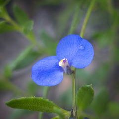 Comesperma sphaerocarpum