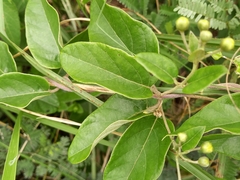 Sphedamnocarpus pruriens pruriens