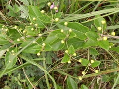 Sphedamnocarpus pruriens pruriens