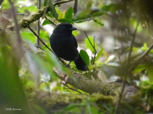 iNaturalist image