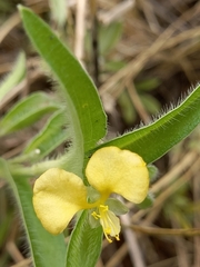 Commelina africana krebsiana