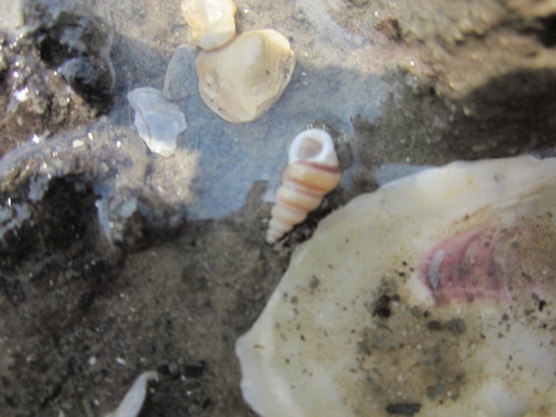 brown-band wentletrap