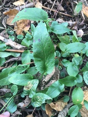 Packera schweinitziana