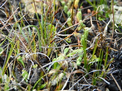 Schoenus concinnus