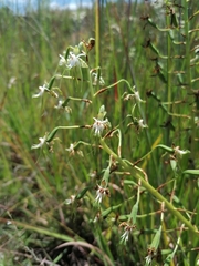 Habenaria schimperiana