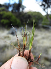 Schoenus concinnus
