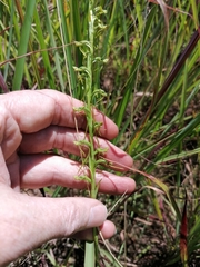 Habenaria filicornis