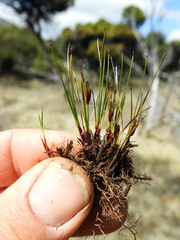 Schoenus concinnus