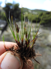Schoenus concinnus