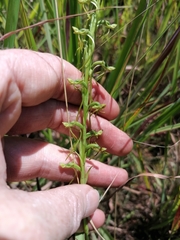 Habenaria filicornis