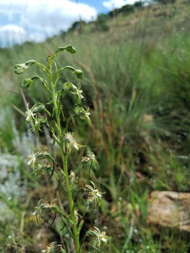 Image of Habenaria galpinii by (c) Andrew Hankey, some rights reserved (CC BY-SA)