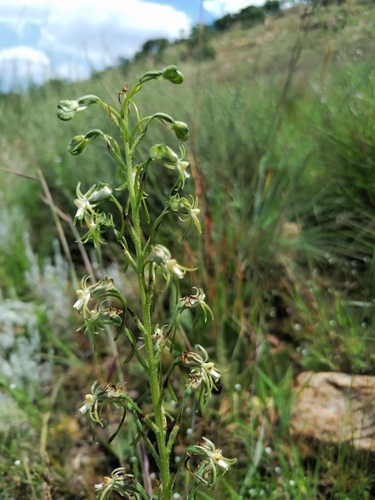 Image of Habenaria galpinii by (c) Andrew Hankey, some rights reserved (CC BY-SA)