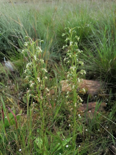 Image of Habenaria galpinii by (c) Andrew Hankey, some rights reserved (CC BY-SA)