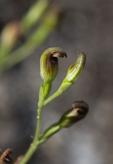 Pterostylis nigricans