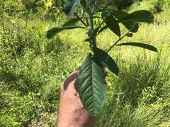 Crotalaria mitchellii