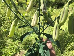 Crotalaria mitchellii