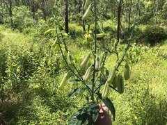 Crotalaria mitchellii