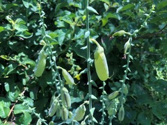 Crotalaria mitchellii