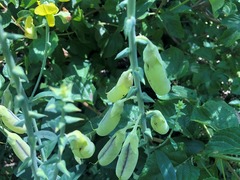 Crotalaria mitchellii