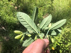 Crotalaria mitchellii