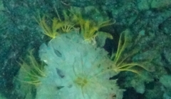Florometra serratissima image