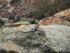 Pseudocordylus melanotus